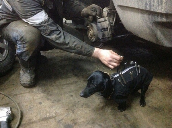 repair shop dachshund 2