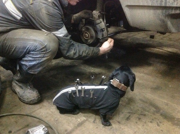 repair shop dachshund 3