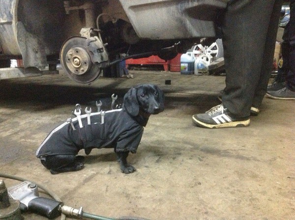 repair shop dachshund 4