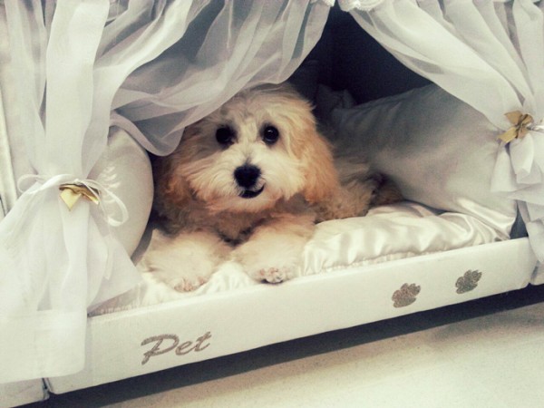 pet bed 2