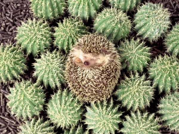 hedgehog 2