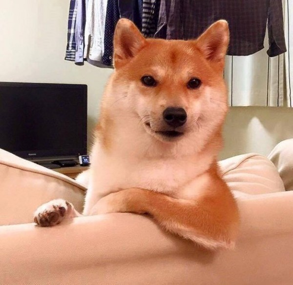 shiba 2