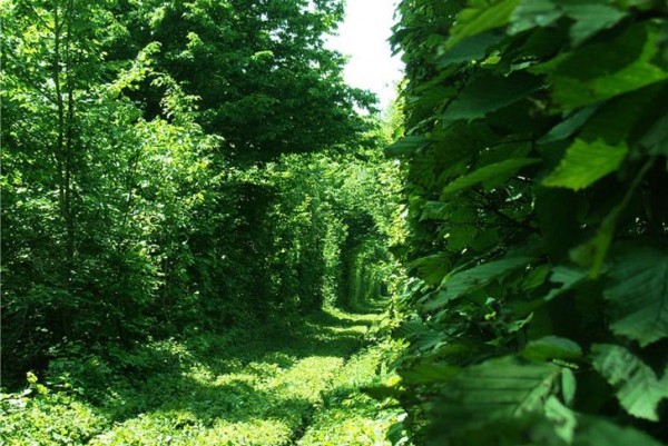 ukraine leafy tunnel 5