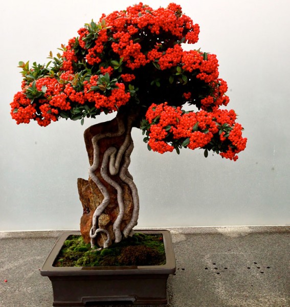 bonsai trees 1