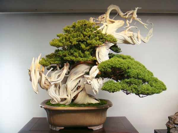 bonsai trees 5