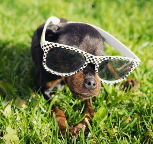 dog in sunglasses 1