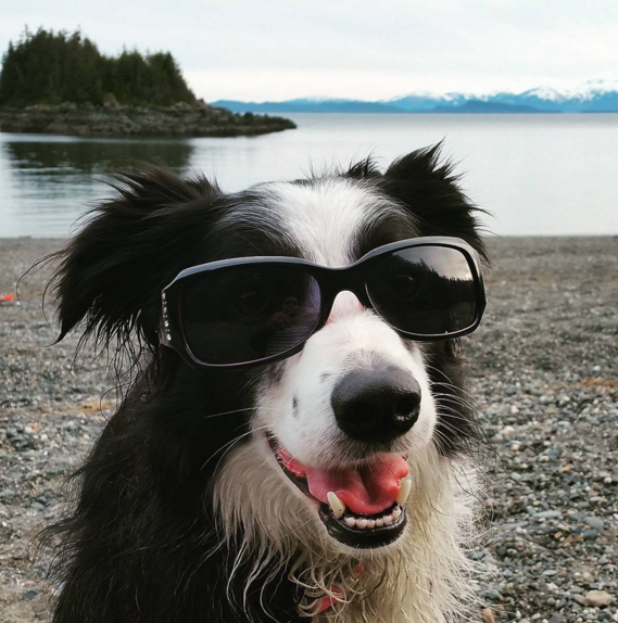 dog in sunglasses 10
