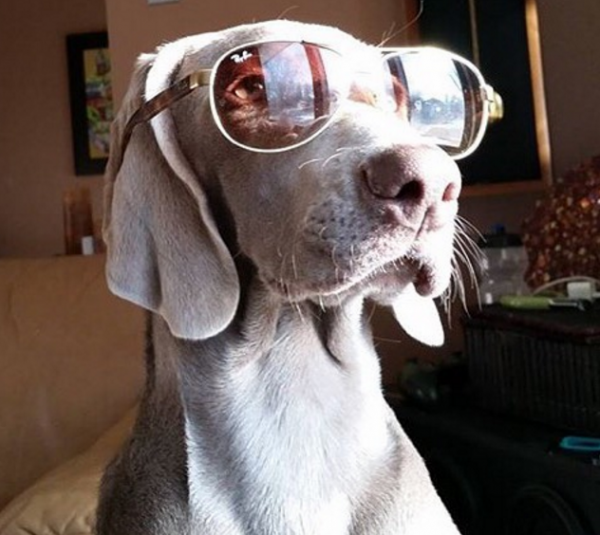 dog in sunglasses 2