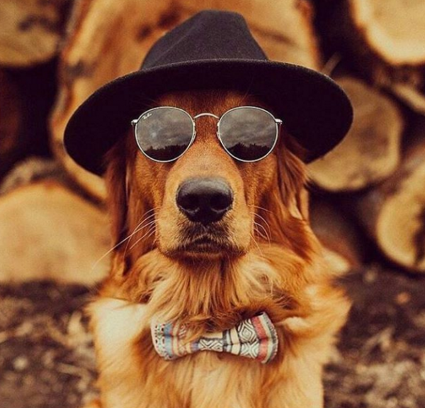 dog in sunglasses 3