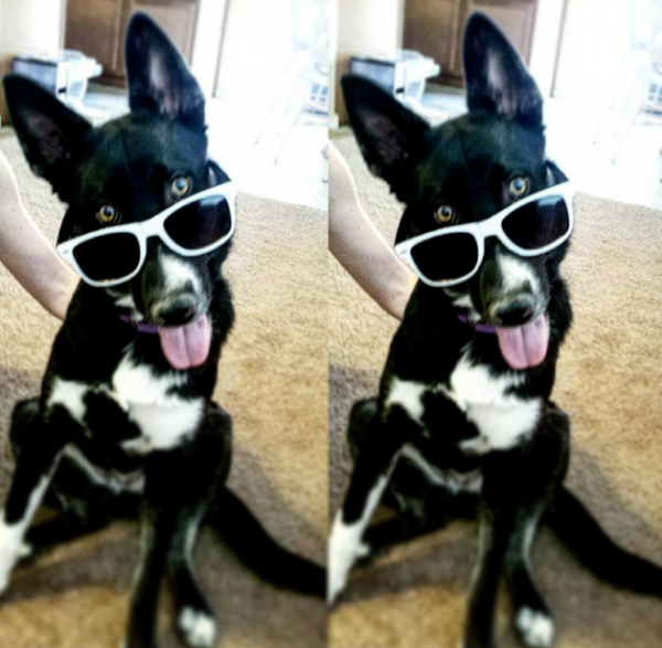 dog in sunglasses 4