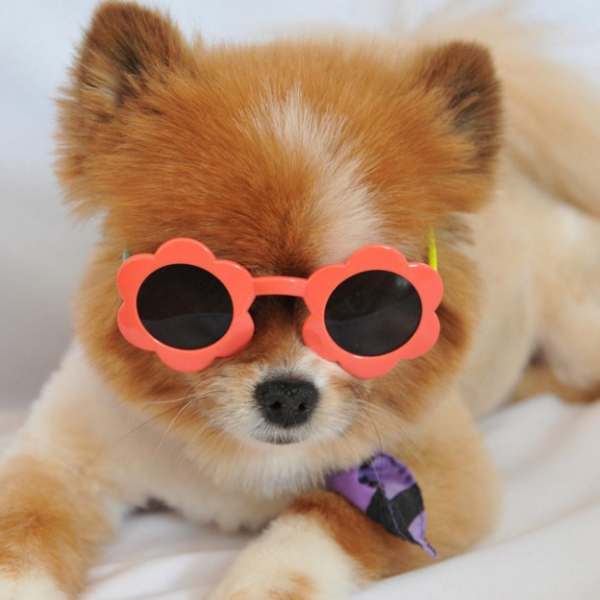 dog in sunglasses 5