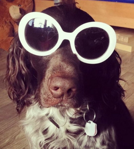 dog in sunglasses 6