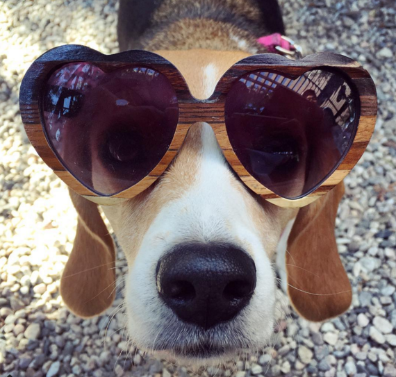 dog in sunglasses 7