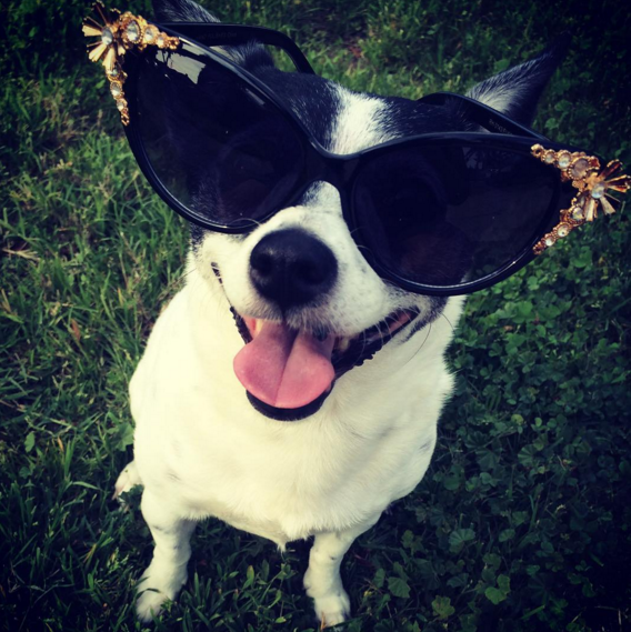 dog in sunglasses 8