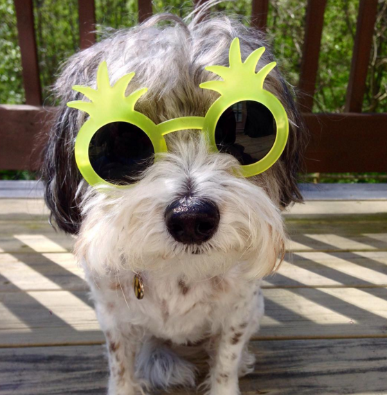 dog in sunglasses 9