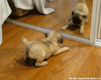 dog-playing-with-himself-in-mirror