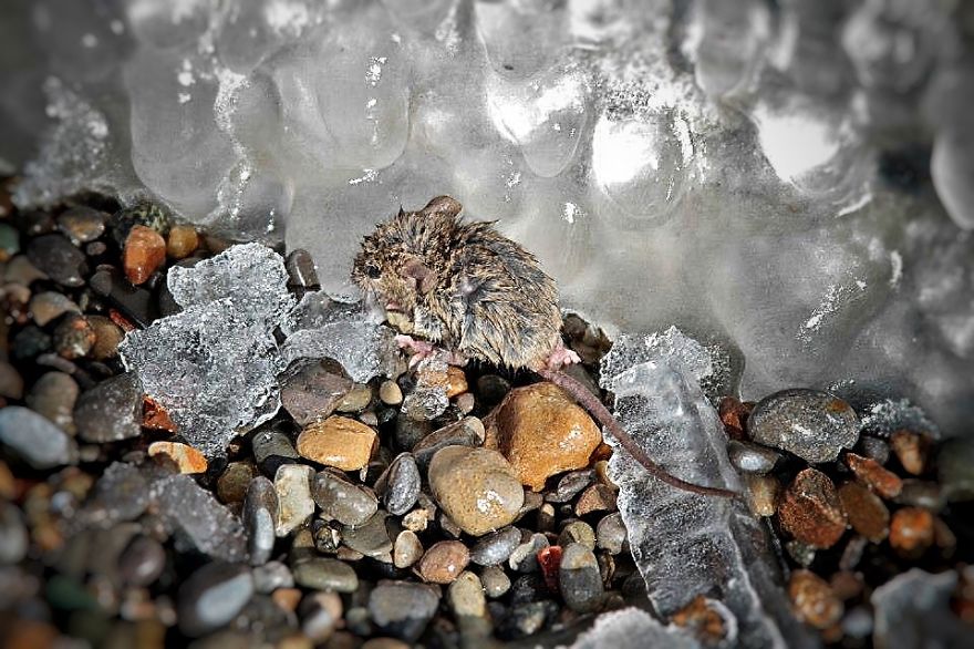 This Story Of A Mouse Drowning In Cold Water Is Just Moving ...