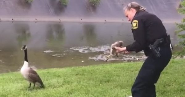 police helps goose 1