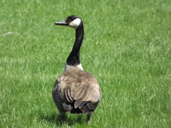 police helps goose 3