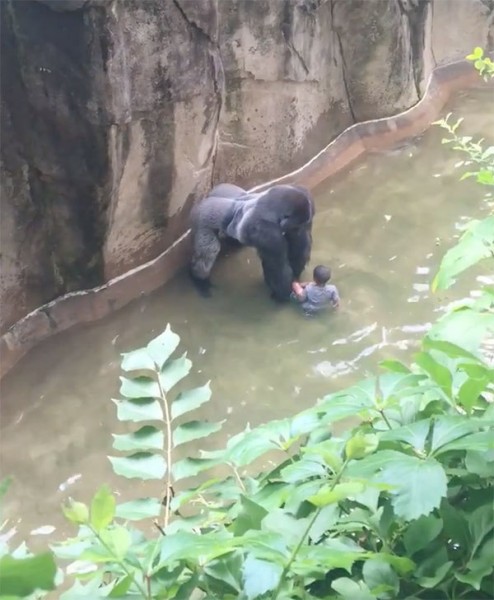 gorilla killed 2