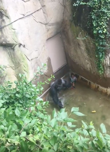 gorilla killed 3