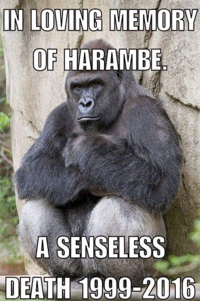 gorilla killed 5