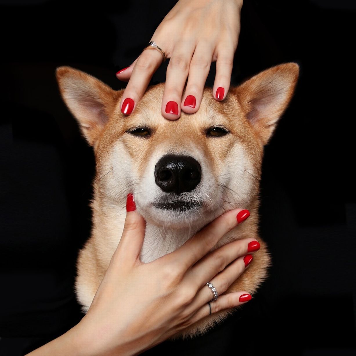 This Shiba Inu Is Pulling In $15,000 A Month From His ...