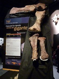 Fósiles_del_titanosauria_del_Chubut_en_el_Museo_Egidio_Feruglio_de_Trelew_03